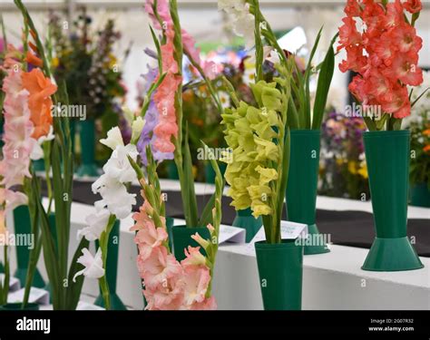 Shrewsbury Flower Show Stock Photo - Alamy