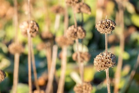 Overblown flowers. stock photo. Image of floral, closeup - 82043346