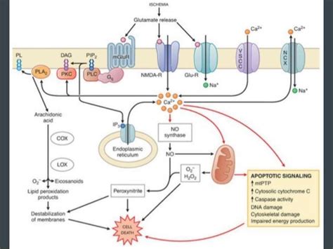 Glutamate receptors