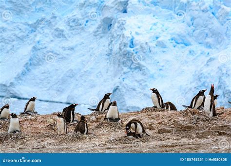 Penguin Couple Gentoo Penguins Pygoscelis Papua Mating On Cliffs In Front Of Glacier Neko