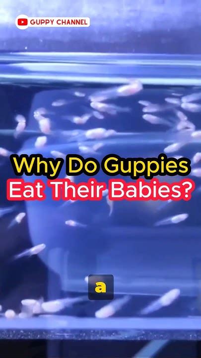 Guppy Fish Care Why Do Guppies Eat Their Babies Guppyfish Guppy