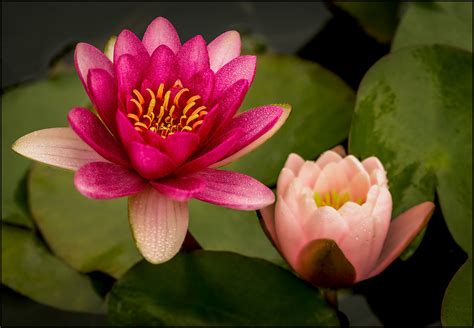 NENÚFARS (NYMPHAEA TETRAGONA) | TOYOGRACOR | Flickr