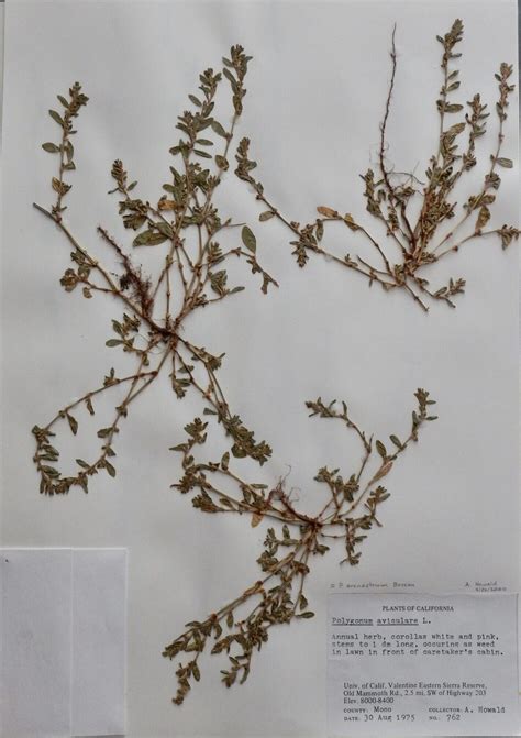 Polygonum arenastrum - Common Knotweed - Sierra Nevada Aquatic Research