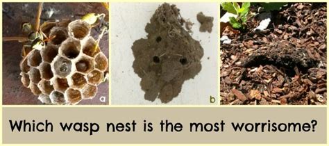 Mud Wasp Nest Identification