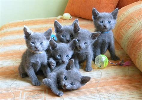 Russian blue kittens : r/aww