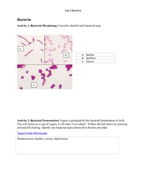 Bacteria Pre Lab Bacteria Activity 1 Bacterial Morphology Correctly