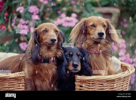 Dachshunds In Basket In Front Of Flower Bush Stock Photo Alamy