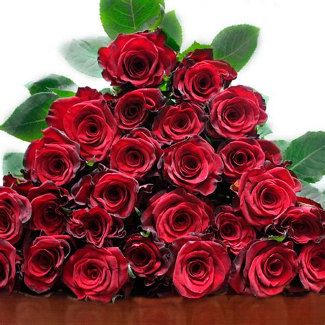 Rosa Red Paris Colombia - Leverside Roses & Flowers