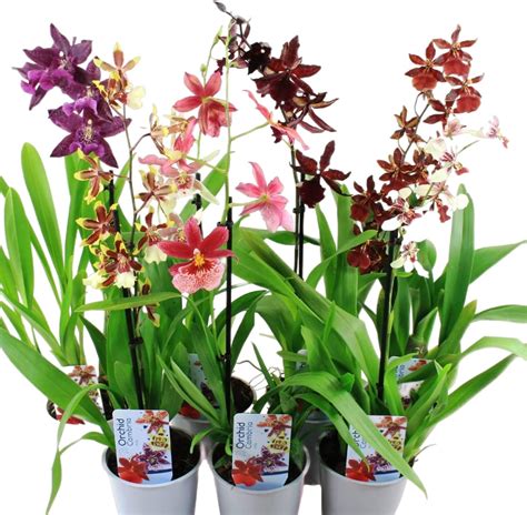 Echte Cambria Orchideen 5 große Zimmerpflanzen 30 40 cm hoch mit