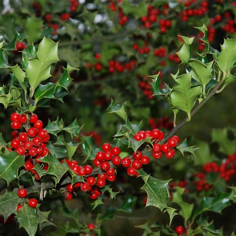 Ilex aquifolium - Rasadnik „Jelena”