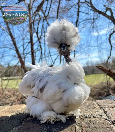 Naked Neck Silkie Satin Splash Chickens For Sale