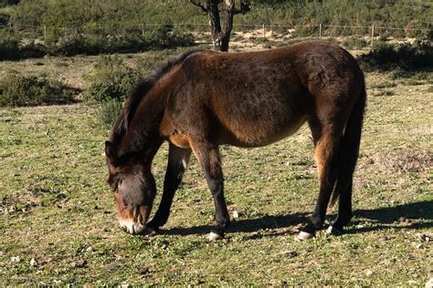 Mule Grazing Pasture - Free photo on Pixabay