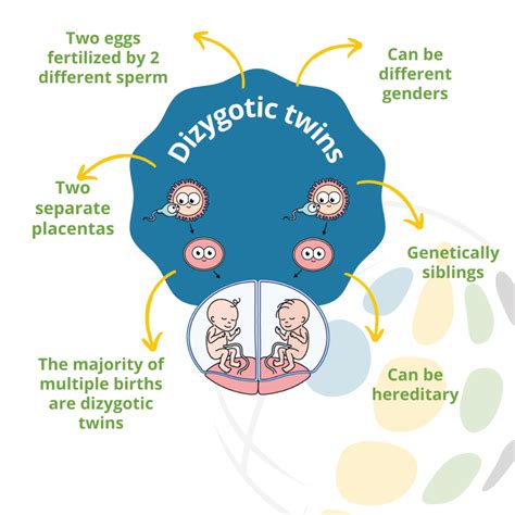 Zygosity For Twins Icombo