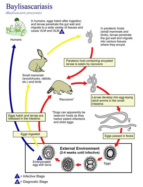 Raccoon Roundworm | Cornell Wildlife Health Lab