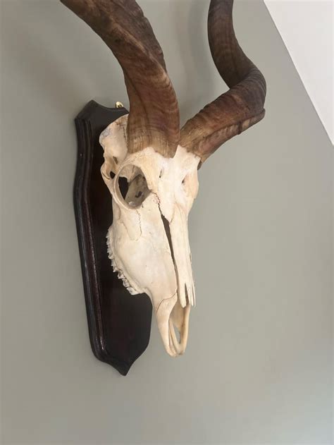 Kudu skull value ? : r/skulls