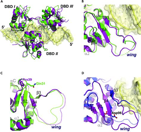 Structure comparison between HSF1 and HSF2 (A) Superimposition of HSF1 ...