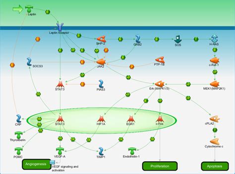 Development Leptin Signaling Via Jakstat And Mapk Cascades Pathway Map Primepcr Life