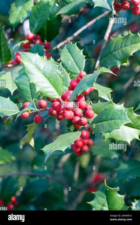 Ilex Opaca American Holly Stock Photo Alamy