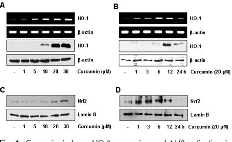 Figure 1 from Curcumin ameliorates TNF α induced ICAM 1 expression and