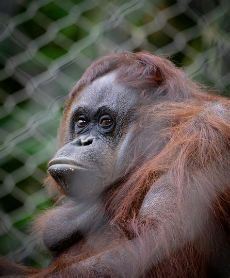 animal  cage      animal  cage stock