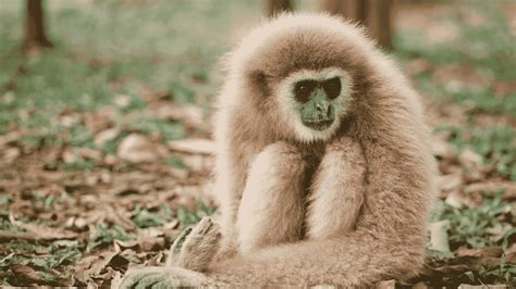 Download 4k Gibbon Background 3840 X 2160