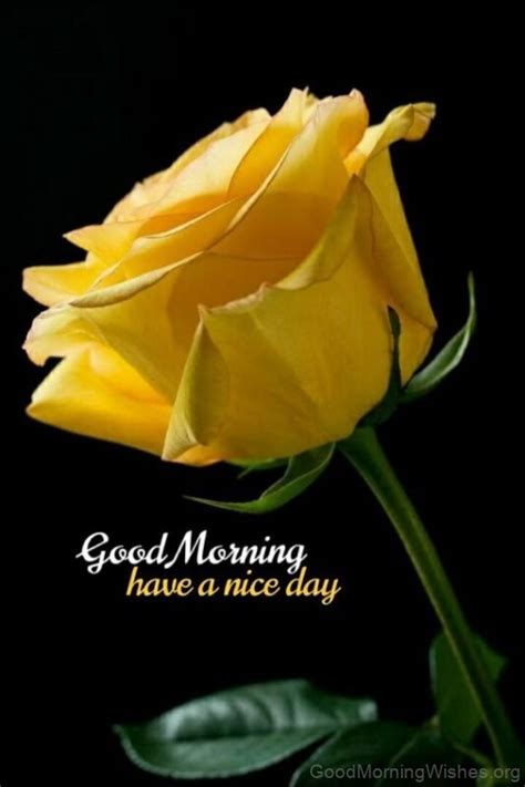 35 Good Morning Yellow Rose Wishes Good Morning Wishes