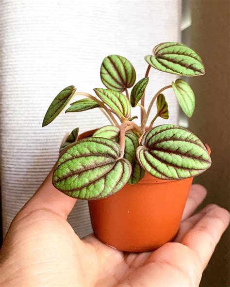 How To Grow Watermelon Peperomia Indoors Artofit