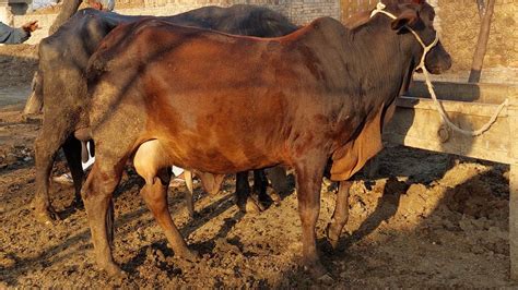 Beautiful Pure Jersey Sahiwal Cross Cow For Sale In Pakistan On Youtube