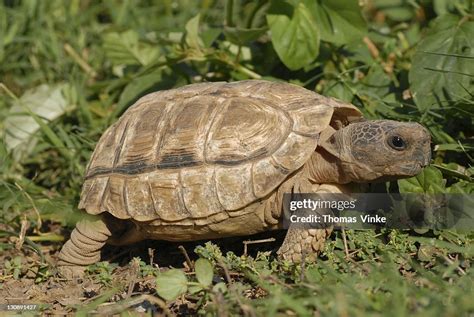 Argentine Tortoise Chaco Tortoise Or Southern Wood Tortoise Old And