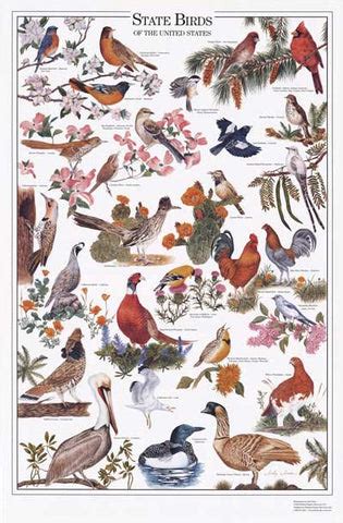 Official State Birds – Charting Nature