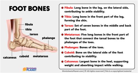 Foot Bones: Anatomy of the Foot