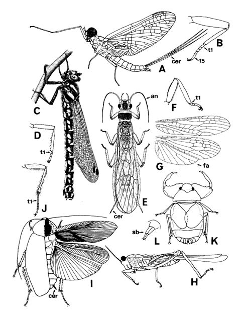 Adults of aquatic hemimetabolous insects. A-Ephemerella sp.... | Download Scientific Diagram