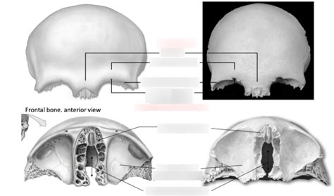 7- frontal bone Diagram | Quizlet