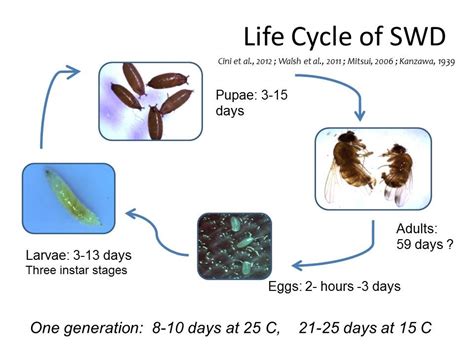 Biology Of The Spotted Wing Drosophila Ontario Ca