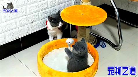 【宠物之道】主人让小奶猫和猫爸穿新衣合影，猫宝宝一脸愁容：会不会很怪异？ Youtube