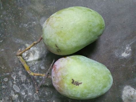 Pin By Bablu Mandal On Mng Plum Fruit Food