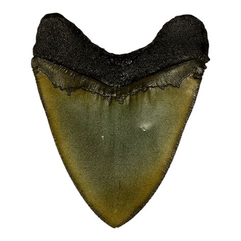 Replica Megalodon Shark Tooth For Sale – Skulls Unlimited International, Inc.