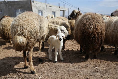 Depremzede besicilere verilen koyunların ilk kuzuları dünyaya geldi