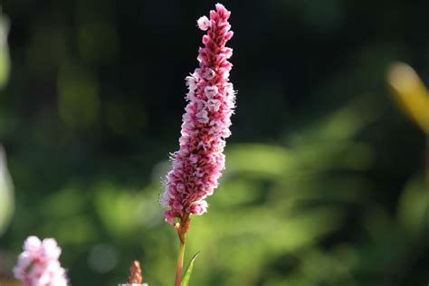 Persicaria Affinis Superba Polygonum Affine Himalayan Knotweed