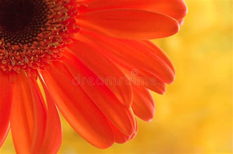 Happy colors! stock image. Image of colorful, close, yellow - 673121