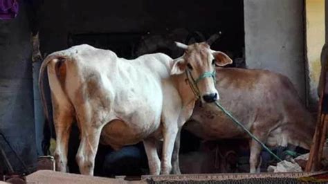 Delhi Hc Refuses To Entertain Plea Challenging Withdrawal Of ‘cow Hug