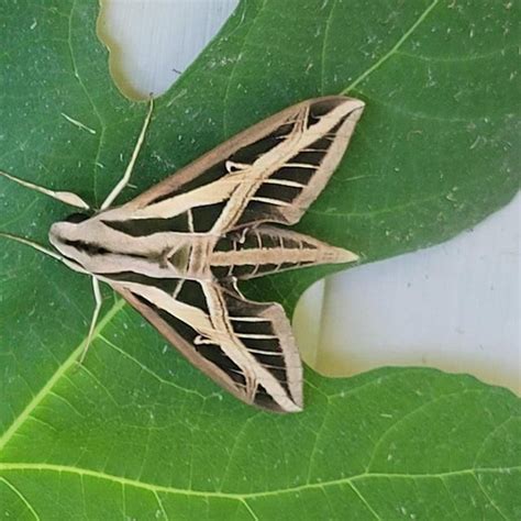 Banded Sphinx Eumorpha Fasciatus Sulzer 1776 Butterflies And Moths