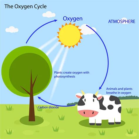 Pictures: carbon dioxide cycle | Carbon dioxide cycle — Stock Vector ...