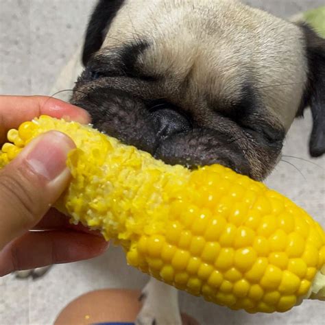 ️ 100 Funny Corn Puns To Leave You Feeling Corny Hmp