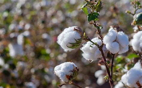 What is Egyptian Cotton? Everything You Need to Know