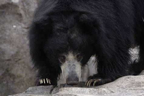 Sloth Bear | Smithsonian Institution