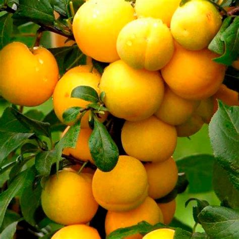 Слива колоновидная Мирабель (Двухлетний, ОКС) - купить Саженцы ...