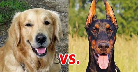 Golden Retriever vs. Doberman: 10 Differences Between Them – Golden Hearts