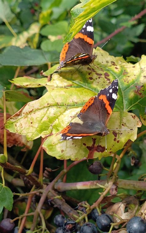 Red Admirals Dorset Yellowvanman Keith Mantle Flickr