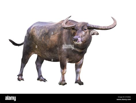 Asian Water Buffalo Hi Res Stock Photography And Images Alamy